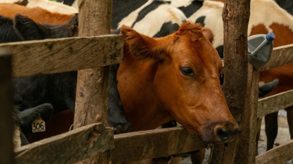 Téléchargement gratuit de convention collective cooperative et sica betail et viande en PDF